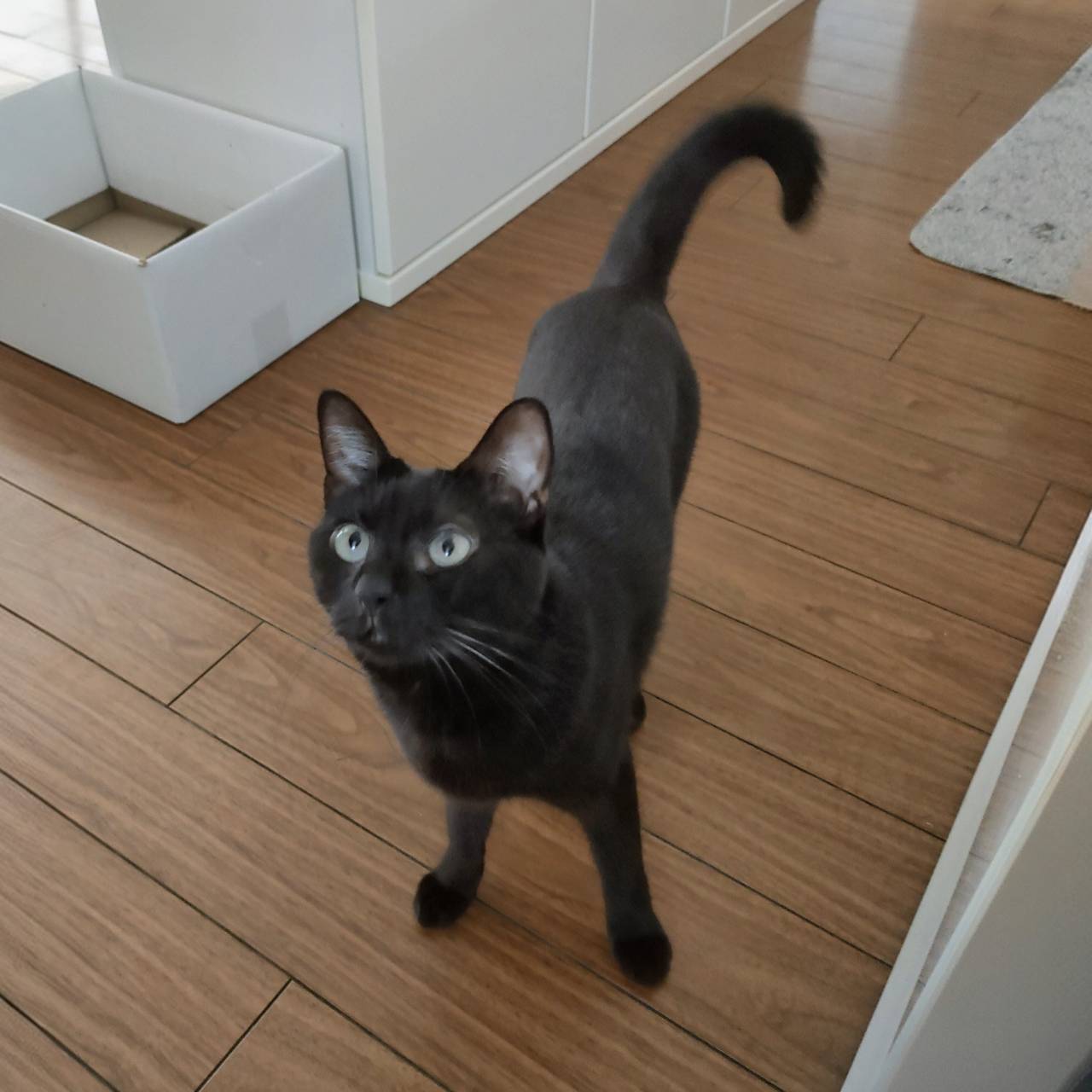 猫又